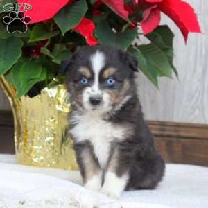 Ivan, Miniature Australian Shepherd Puppy