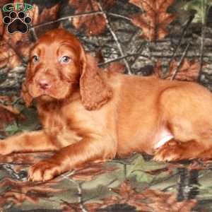 Ivan, Irish Setter Puppy