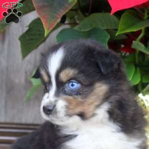 Ivan, Miniature Australian Shepherd Puppy