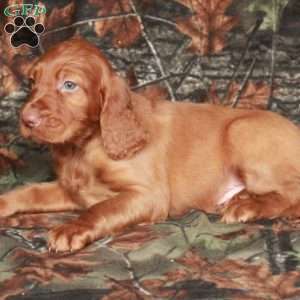 Ivan, Irish Setter Puppy