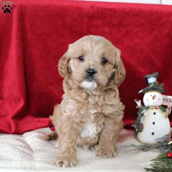 Ivan, Cavalier King Charles Mix Puppy