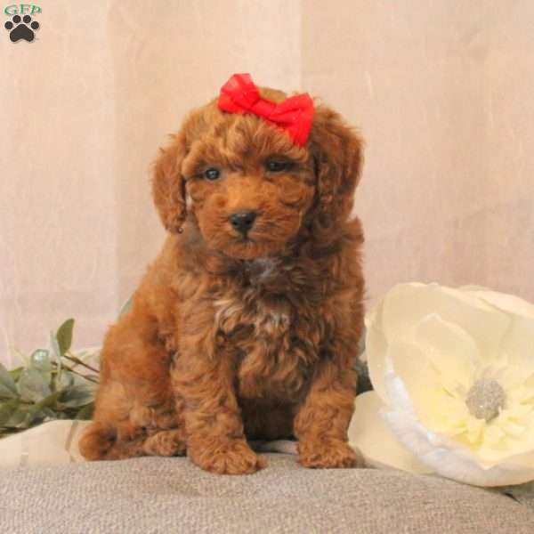 Ivana, Miniature Poodle Puppy