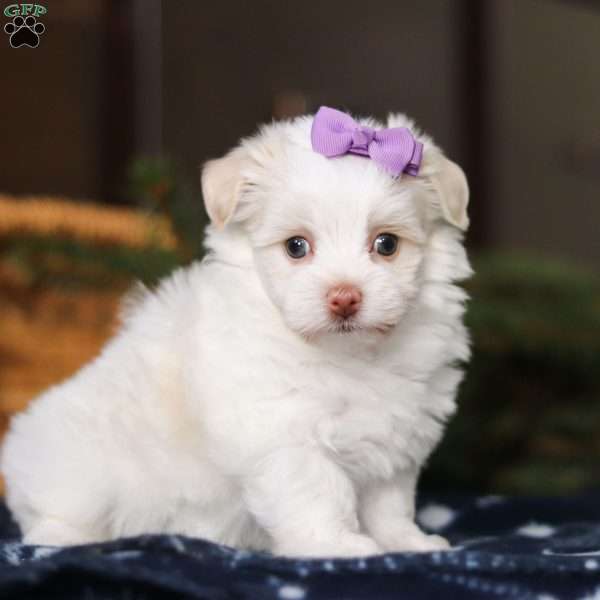 Ivory, Havanese Puppy