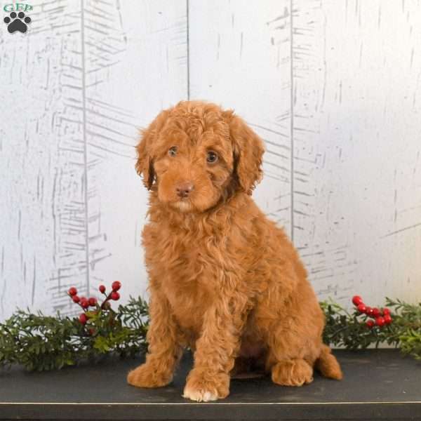 Ivy, Mini Goldendoodle Puppy