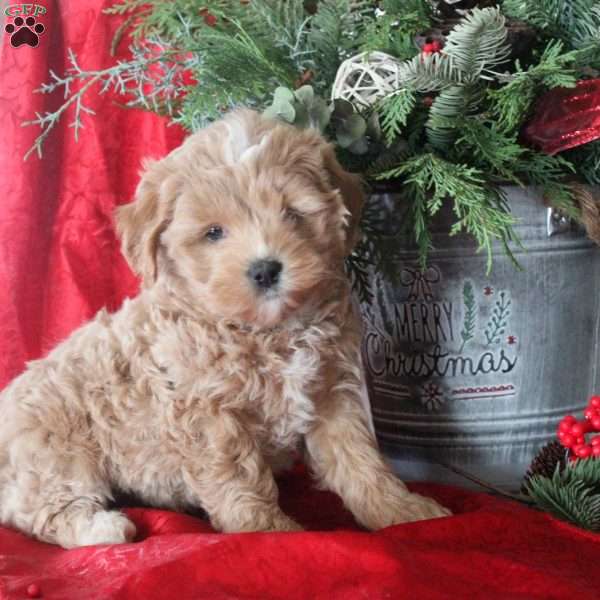 Ivy, Maltipoo Puppy