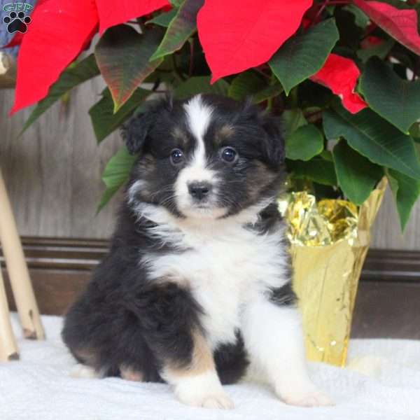 Ivy, Miniature Australian Shepherd Puppy