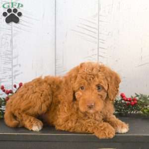 Ivy, Mini Goldendoodle Puppy