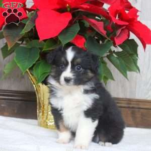 Ivy, Miniature Australian Shepherd Puppy