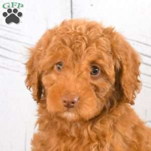 Ivy, Mini Goldendoodle Puppy