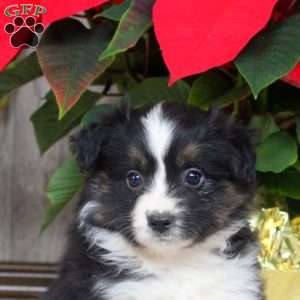 Ivy, Miniature Australian Shepherd Puppy