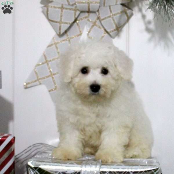 Ivy, Bichon Frise Puppy