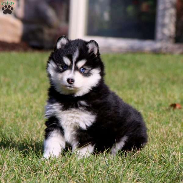 Ivy, Pomsky Puppy