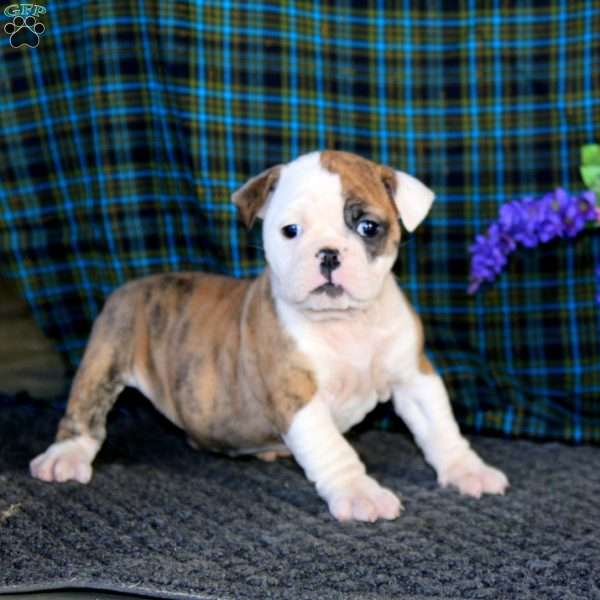 Ivy, English Bulldog Puppy