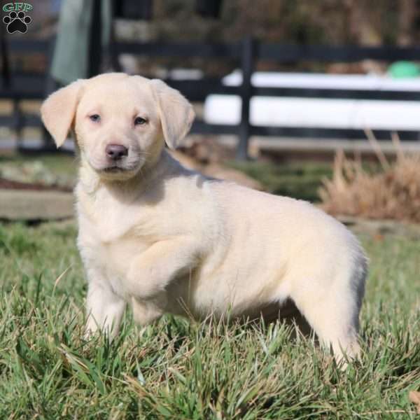 Ivy, Yellow Labrador Retriever Puppy