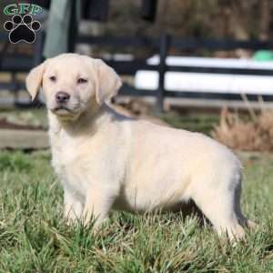 Ivy, Yellow Labrador Retriever Puppy