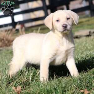 Ivy, Yellow Labrador Retriever Puppy