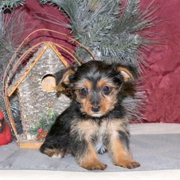 Izzie, Yorkie Puppy