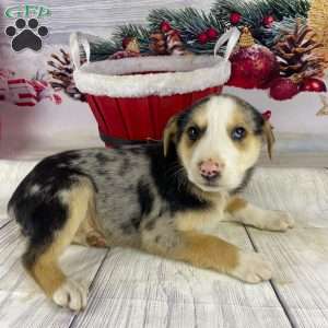 Jordan, Australian Shepherd Puppy