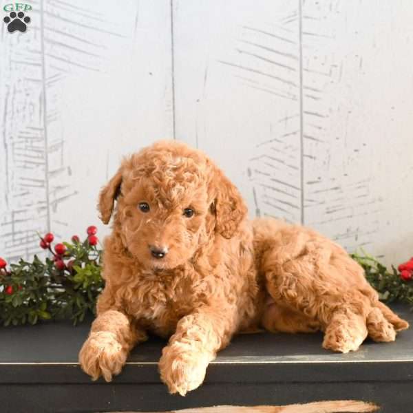 Jacey, Mini Goldendoodle Puppy