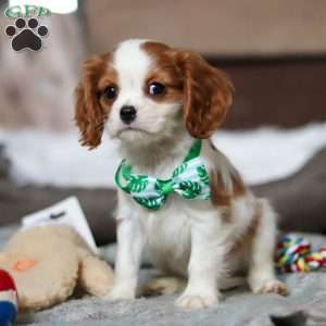 Jack, Cavalier King Charles Spaniel Puppy