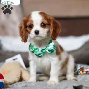 Jack, Cavalier King Charles Spaniel Puppy