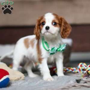 Jack, Cavalier King Charles Spaniel Puppy