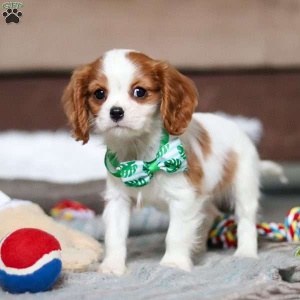 Jack, Cavalier King Charles Spaniel Puppy