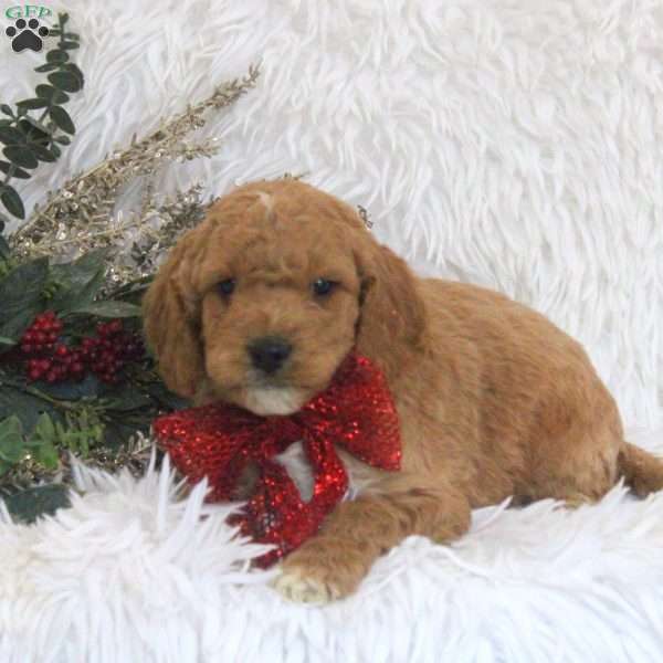 Jack, Mini Goldendoodle Puppy