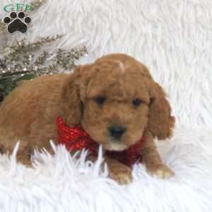 Jack, Mini Goldendoodle Puppy