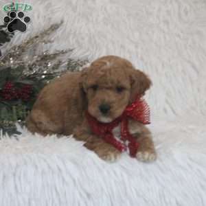 Jack, Mini Goldendoodle Puppy