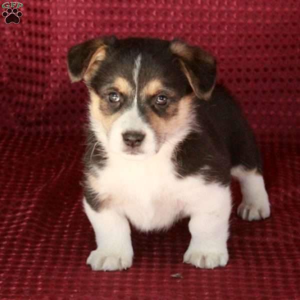 Jack, Welsh Corgi Mix Puppy