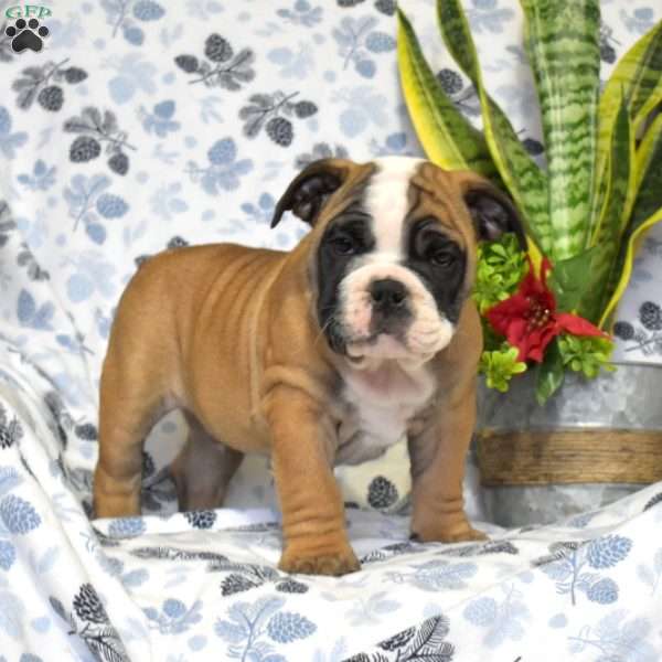 Jack, Olde English Bulldogge Puppy