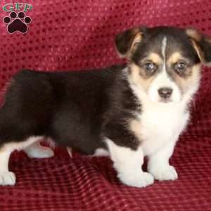 Jack, Welsh Corgi Mix Puppy