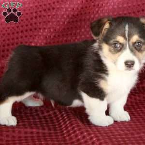 Jack, Welsh Corgi Mix Puppy