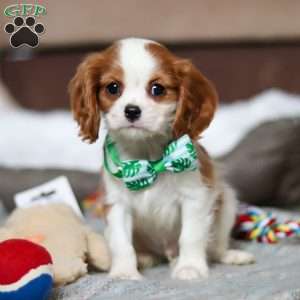 Jack, Cavalier King Charles Spaniel Puppy