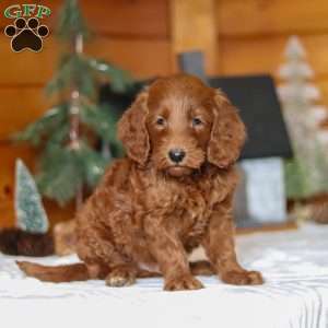 Jack Frost, Goldendoodle Puppy