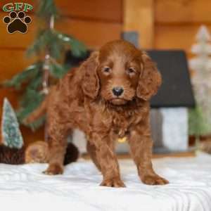 Jack Frost, Goldendoodle Puppy