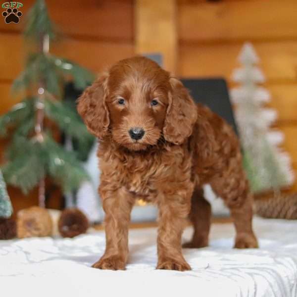 Jack Frost, Goldendoodle Puppy