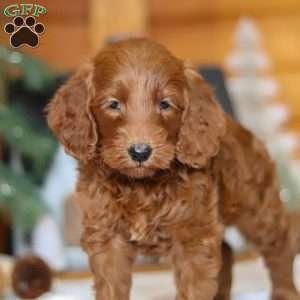 Jack Frost, Goldendoodle Puppy