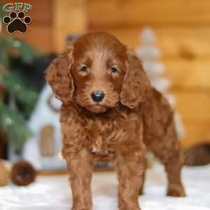 Jack Frost, Goldendoodle Puppy