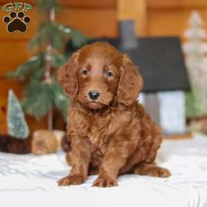 Jack Frost, Goldendoodle Puppy