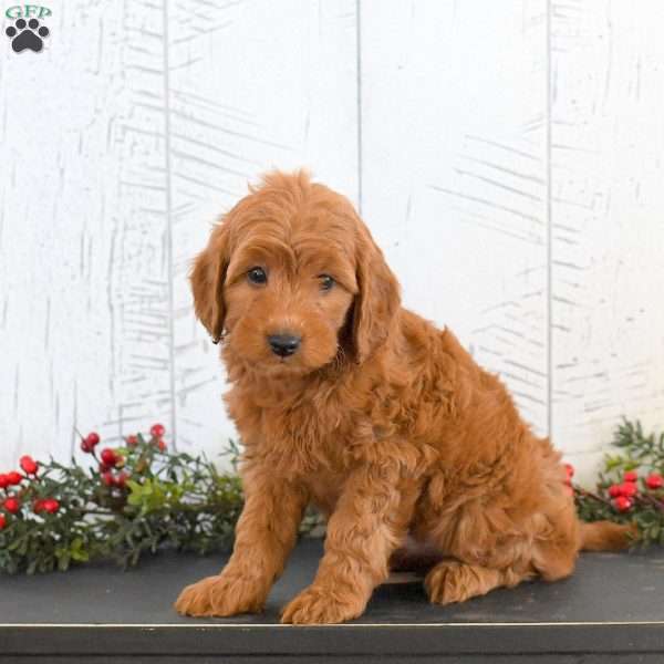 Jackson, Mini Goldendoodle Puppy