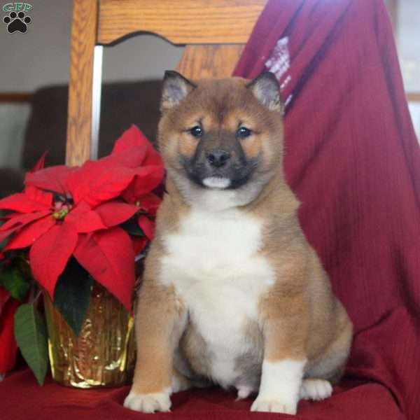 Jackson, Shiba Inu Puppy