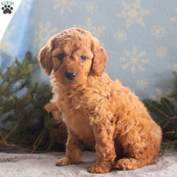 Jackson, Cavapoo Puppy