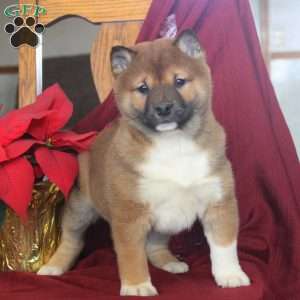 Jackson, Shiba Inu Puppy