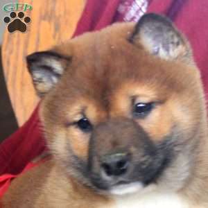 Jackson, Shiba Inu Puppy