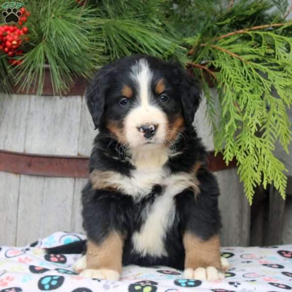 Jade, Bernese Mountain Dog Puppy