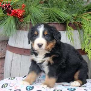 Jade, Bernese Mountain Dog Puppy