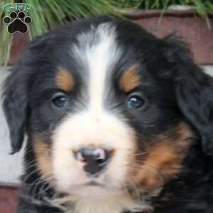 Jade, Bernese Mountain Dog Puppy