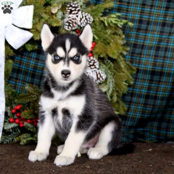 Jaden, Siberian Husky Puppy